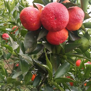 新品种红韵香柑果树苗嫁接红韵血柑橙子苗晚熟柑橘苗柑桔南北种植