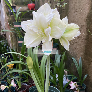 二胖花园 荷兰进口朱顶红种球 玛丽琳 重瓣