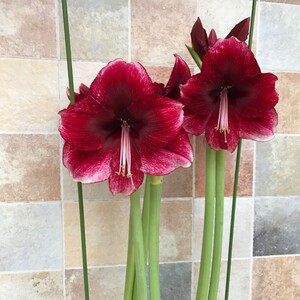 二胖花园 荷兰进口朱顶红种球 达芙妮 单瓣