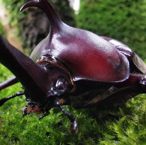 独角仙幼虫巨型