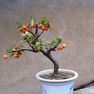 长寿果冬红果老桩盆景盆栽树苗树桩阳台庭院均可种植矮化花卉植物