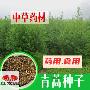 中药材种子 青蒿种子 艾蒿种子 黄花蒿种子 香蒿种子 苦蒿 包邮