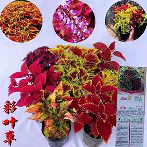 彩叶草种子观叶花草观赏室内阳台庭院花卉花籽草籽四季播易种