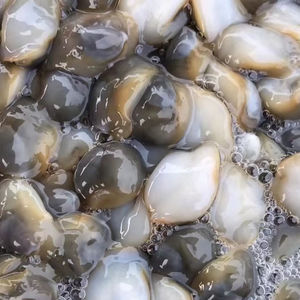 新鲜野生醉泥螺