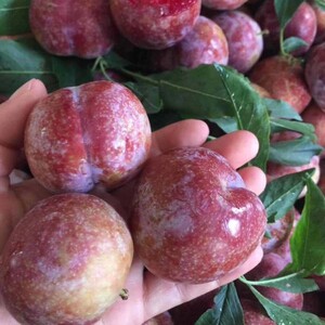 嫁接早熟 晚熟李子树苗南华李 竹丝李 脱骨 南北庭院栽种当年结果