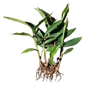 砂仁苗苗草果苗草豆蔻苗飞雷子阳春砂仁苗叶子清香可蒸煮现挖
