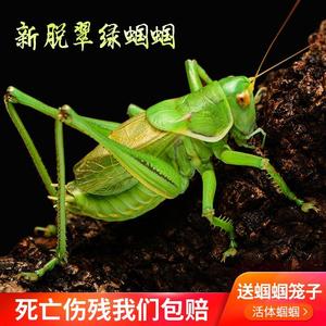 蝈蝈活新脱鸣虫冬蝈蝈超大活体大肚子叫蝈蝈铁皮山青天津绿宠物活