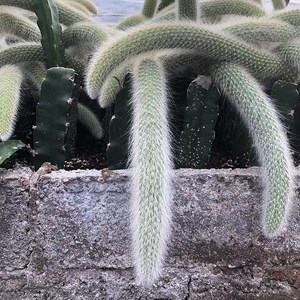 九尾狐盆栽长毛多肉植物稀有品种猴尾柱开花仙人掌室内小盆景