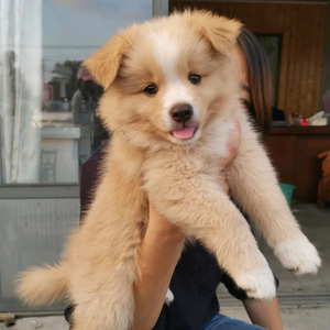 土狗幼犬活体狗家养狗宠物狗串串狗混血狗小土狗活幼体领养狗狼狗