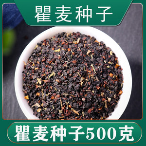 瞿麦种籽散装中药材五彩石竹花籽种植苗盆栽种子籽四季阳台播种