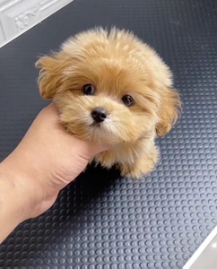 茶杯犬马尔泰幼犬 纯种马尔济斯小体犬活物小狗狗约克夏长不大狗