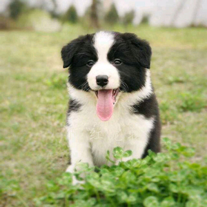 边牧幼犬 纯种成年犬活体咖啡陨色边境牧羊犬幼犬 聪明的宠物狗狗