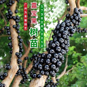 广东正宗台湾嘉宝果树苗四季早生红妃嘉宝果苗艾斯卡树葡萄结果苗