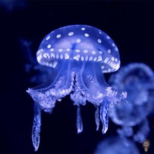 水母活物家养无毒小水母好养赤月海月巴布亚观赏海水水母活体宠物