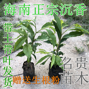 正宗海南沉香树苗名贵苗木沉香树苗珍贵药材海南沉香木苗珍稀植物