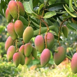 芒果树红贵妃