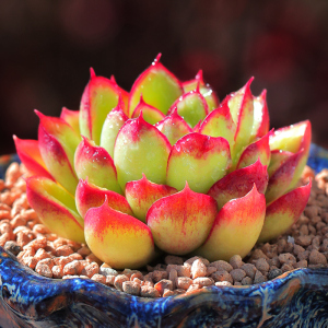 红花女王多肉植物