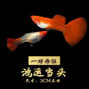 韩国运当头双分水孔雀鱼雀鱼鸿运当头孔雀鱼鸿观赏鱼孔