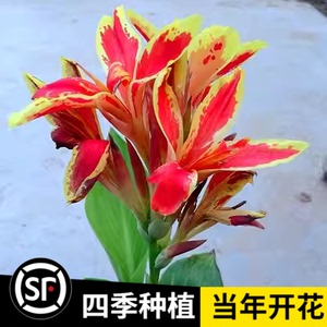 美人蕉种球四季易养花卉盆栽室外庭院地栽植物花苗多年生带芽根茎