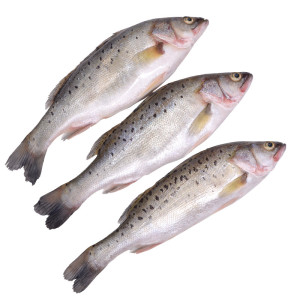 新鲜海鲈鱼鲜活冷冻海捕大鲈鱼深海野生七星花鲈鱼3斤装批发包邮