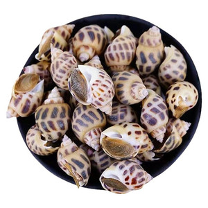 新鲜花螺方斑东风螺鲜活冷冻香螺海螺大旺螺南风螺海猪螺商用批发