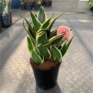 荷花兰盆栽耐旱耐阴植物虎皮兰室内桌面吸甲醛小绿植净化空气花卉