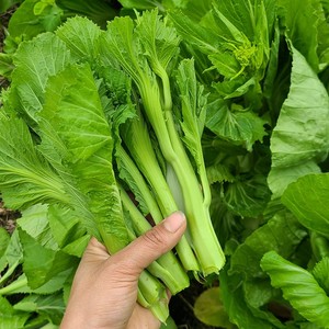 卷心大芥菜