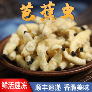 芭蕉虫野生香蕉高蛋白昆虫宴活体美食小吃活体速冻顺丰葛根虫