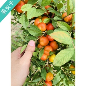 钙果苗树苗欧李苗钙果苗欧梨树