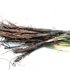 贵州仙茅 新鲜中草药材地棕仙矛参先矛独脚仙茅仙毛500g包邮