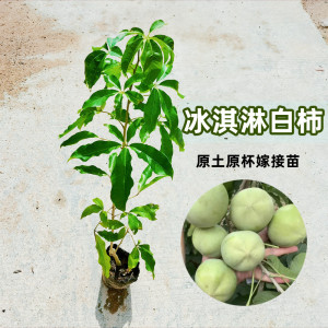 布丁果苗白柿冰淇淋果苗盆栽地载南北方种植百年小镇农业有限公