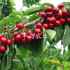 半岛农业 车厘子树苗大樱桃树早熟春露樱桃树苗南方北方种植