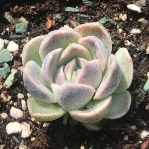 多肉植物  紫水晶杂交   紫晶杂 白紫晶  紫霞  紫薇  壹萌