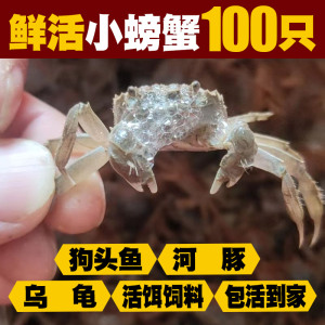 100只鲜活小螃蟹河豚狗头乌龟活饵饲料宠物深水迷你蟹观赏淡水蟹