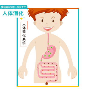 幼儿消化系统