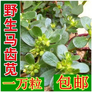 野生马齿苋种子马齿苋种苗马芷苋半枝莲太阳花蚂蚱菜新鲜马苋菜