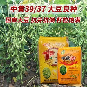 中黄37/39黄豆种子 抗倒伏高产高蛋白大豆种籽大田春夏旱黄豆稳产