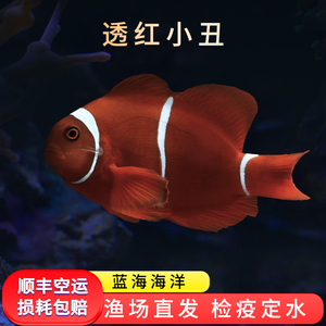 观赏热带鱼人工红小丑雪印黑玛瑙澳黑印尼黑红鱼透红小丑对装