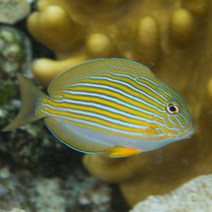 纹吊海水观赏鱼条纹倒吊鱼水族宠物活体顺丰包活
