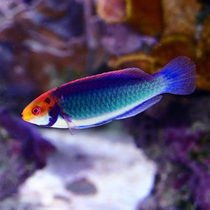 太平洋七彩雀鱼海水鱼隆头鱼海水观赏鱼海鱼活体水族宠物顺丰