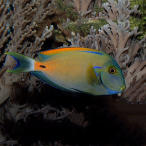 和尚吊鱼倒吊鱼海水观赏鱼海鱼活体水族宠物顺丰