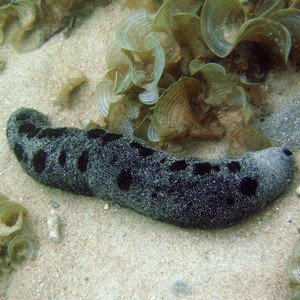 翻砂黑海参海水观赏海参水族宠物活体顺丰翻砂生物