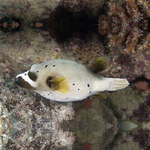 灰狗头鱼海水观赏鱼水族宠物活体顺丰包活