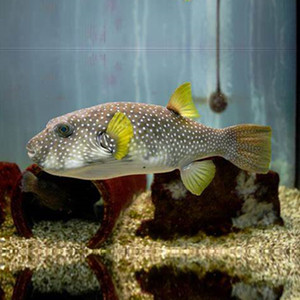 珍珠狗头纹腹叉鼻鲀鱼狗头鱼海水观赏鱼水族宠物活体顺丰