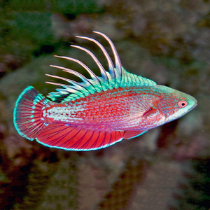 菲律宾火焰雀 母鱼海水鱼隆头鱼海水观赏鱼海鱼活体水族宠物顺丰