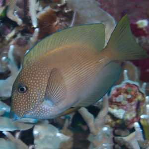 食苔吊鱼倒吊鱼海水观赏鱼海鱼活体水族宠物顺丰