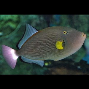 玻璃炮弹鱼海水观赏鱼活体宠物顺丰包活