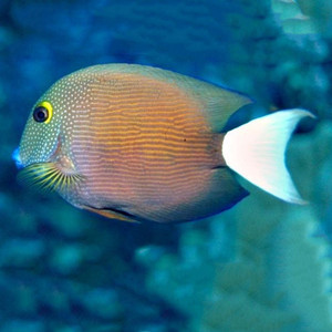 夏威夷白尾金眼吊鱼倒吊鱼海水观赏鱼海鱼活体水族宠物顺丰