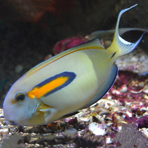 一字吊鱼倒吊鱼海水观赏鱼海鱼活体水族宠物顺丰
