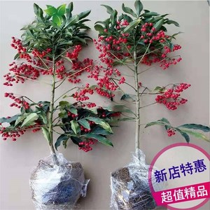 富贵籽黄金万两富贵满堂金枝玉叶伞状办公室客厅 观赏盆景